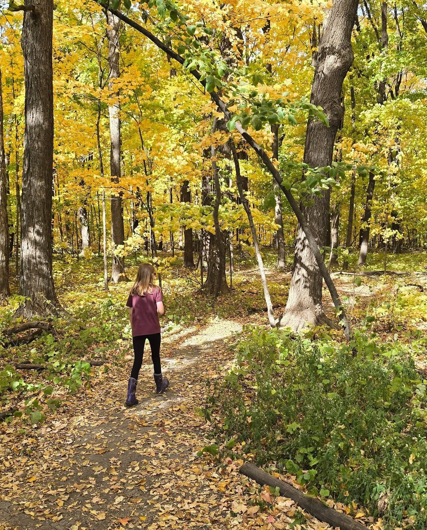 A child exploring an autumn woodland trail