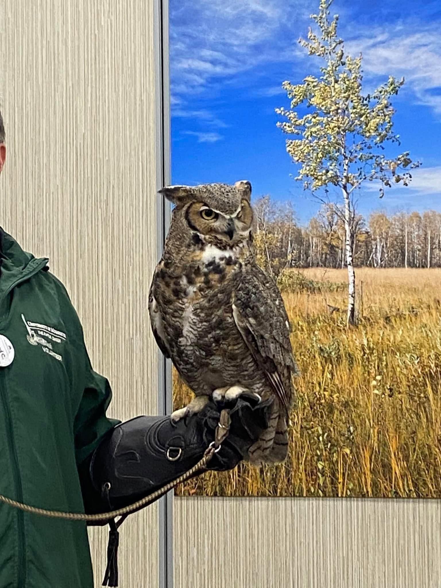 A great horned owl during a nature lesson